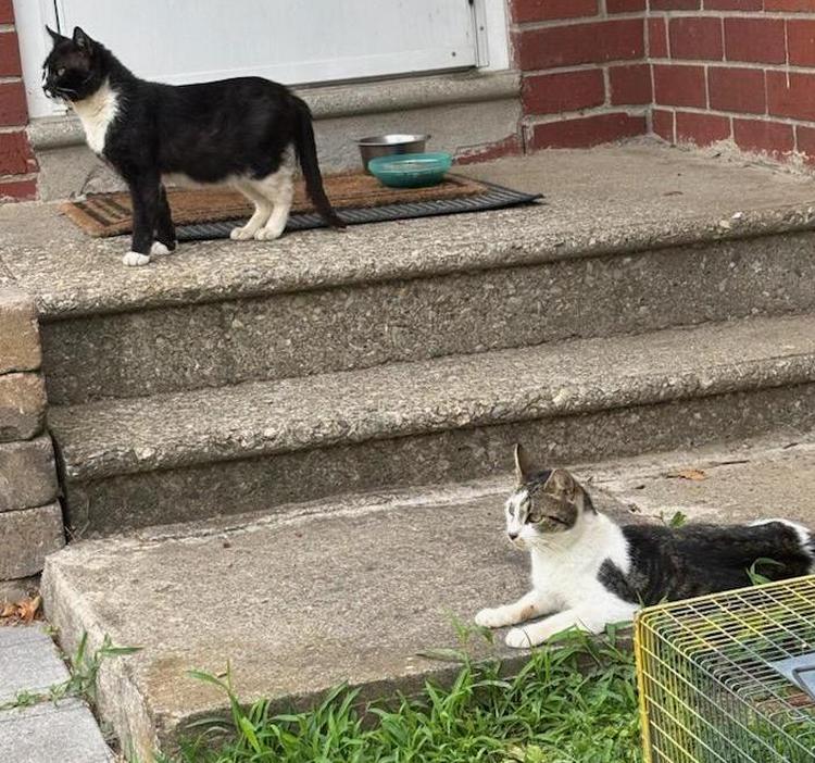 Trap/Neuter/Return Workshop