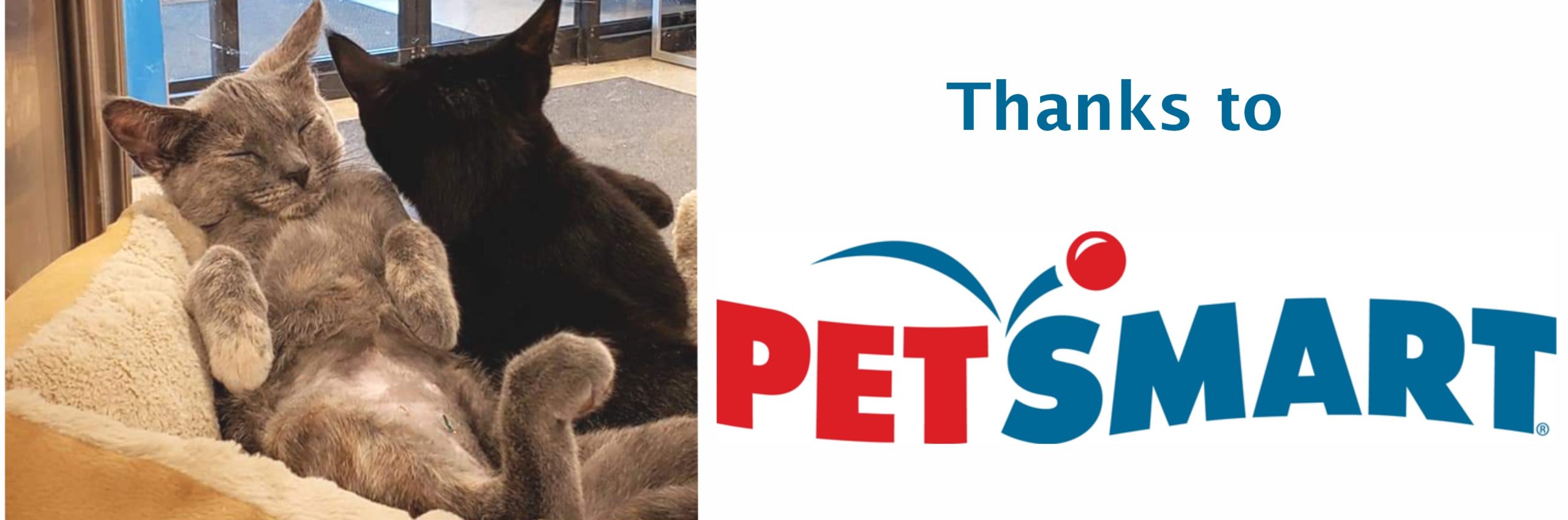 Petsmart best sale cat rescue