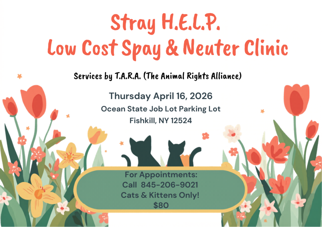 Low cost spay neuter clinic for cats