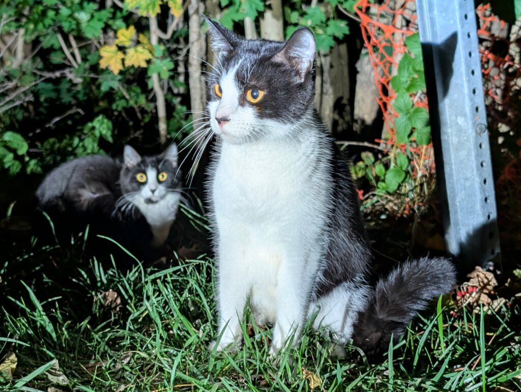 Two curious cats