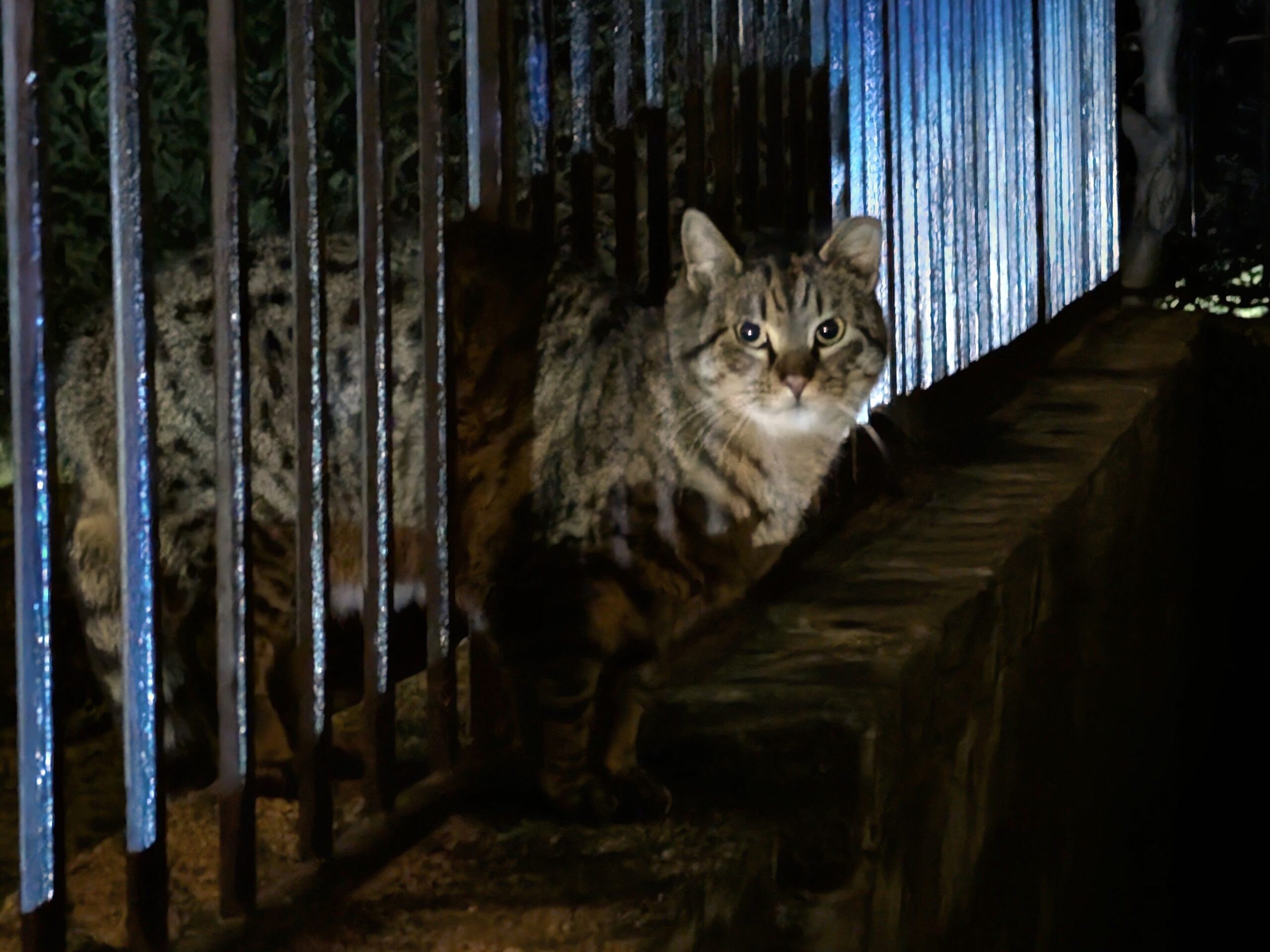 Spotted tabby cat with a soulful look