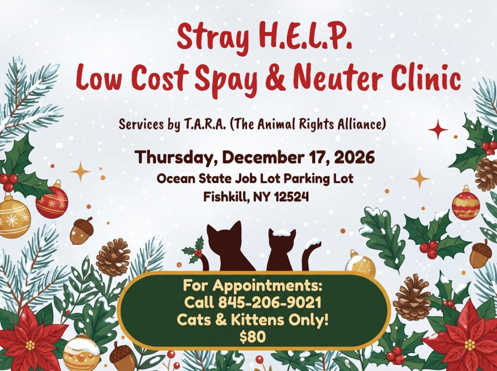 Low cost spay/neuter clinic for cats
